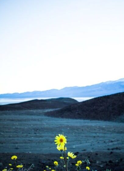 Photo of a small number of yellow flowers in a dry landscape