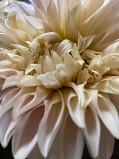 Close-up of a white flower
