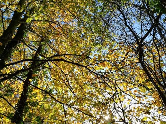 A photo of the crowns of two trees seen from below
