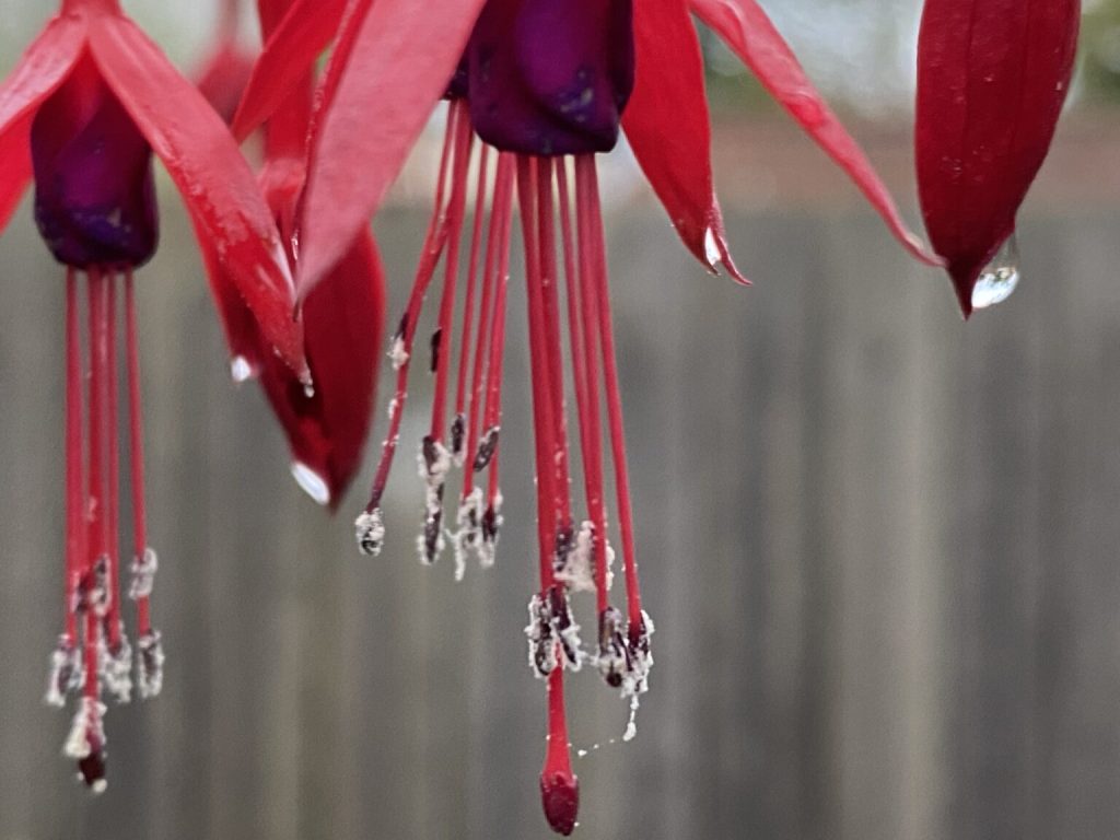 Photo of fuchsia flowers dripping with snow