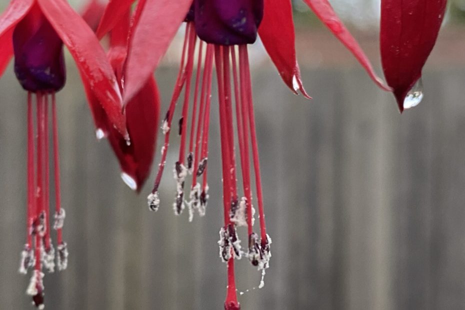 Photo of fuchsia flowers dripping with snow