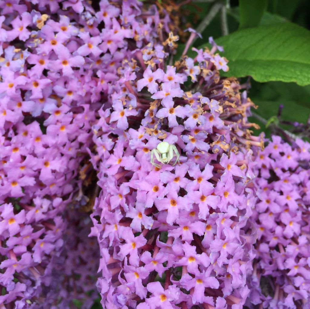 Photo of a small white spider on purple flowers