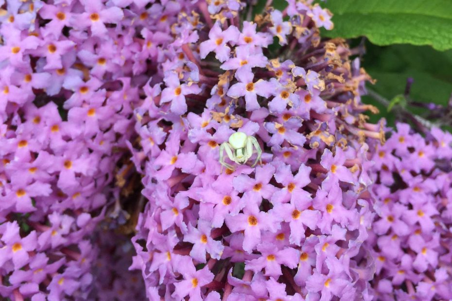 Photo of a small white spider on purple flowers