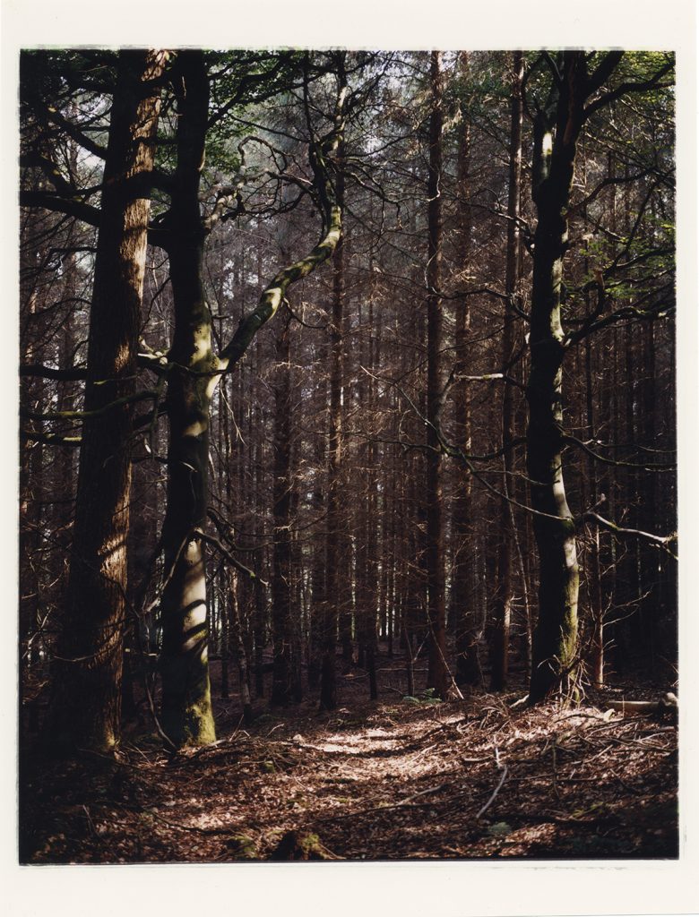 Photo of a dense forest of tall, thin trees