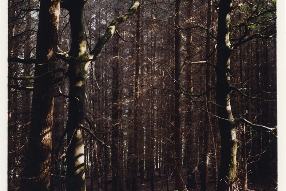 Photo of a dense forest of tall, thin trees