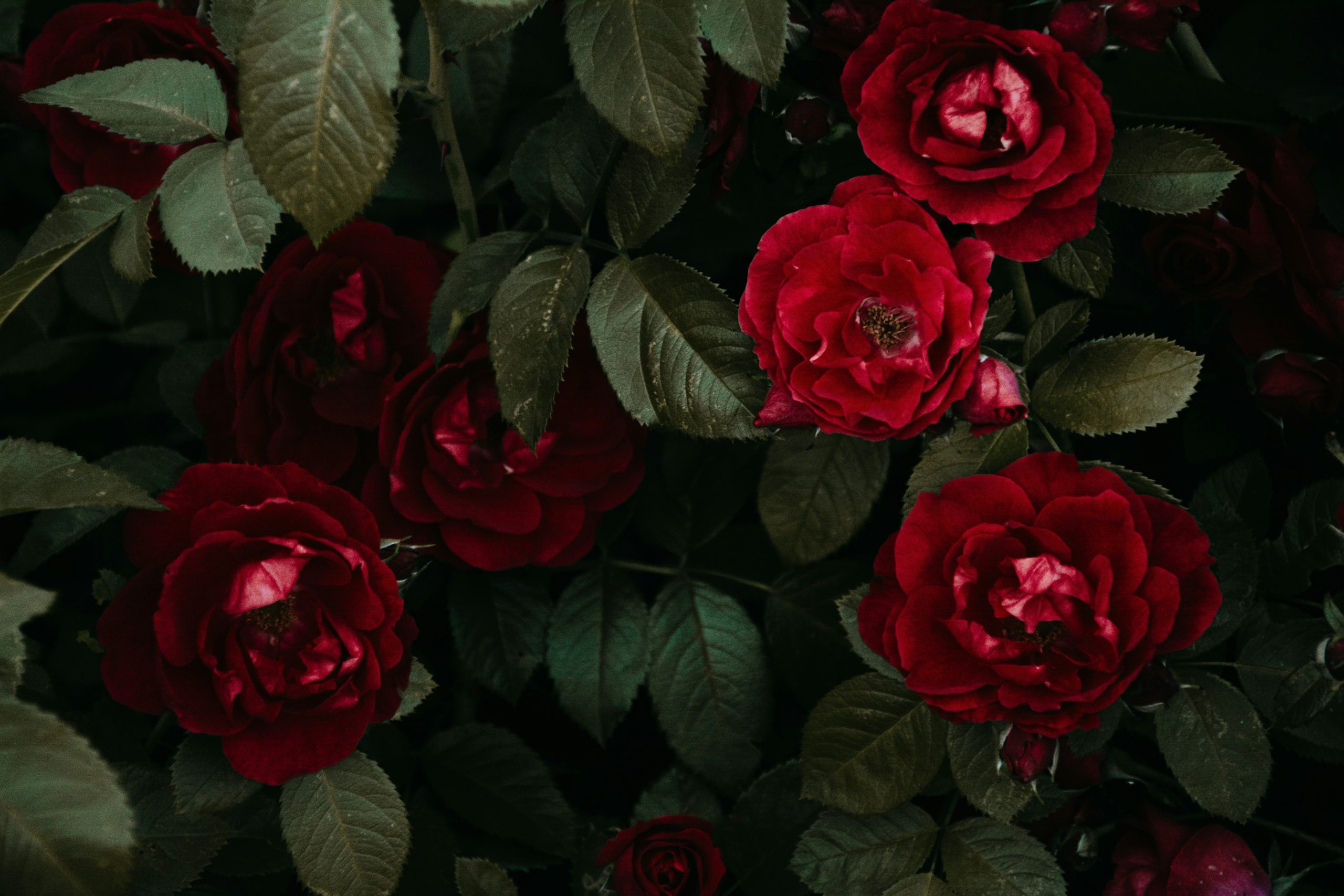 Red roses seen from above